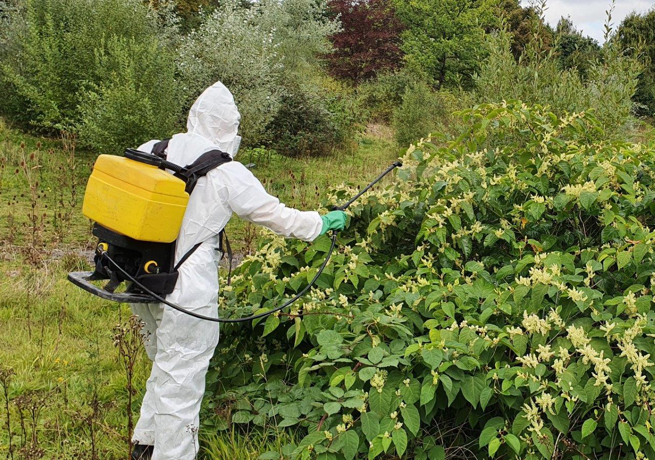 A Day in the life of a Japanese Knotweed Expert