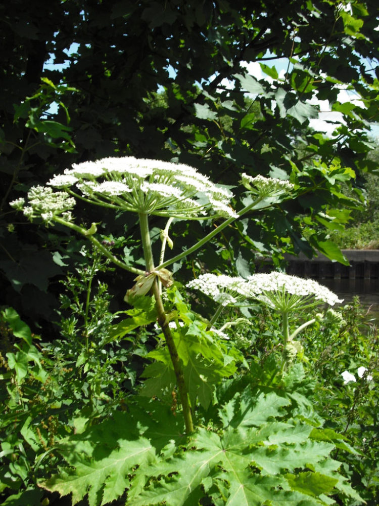 Warning over serious risk of burns and blisters from Giant Hogweed spreading in the heatwave