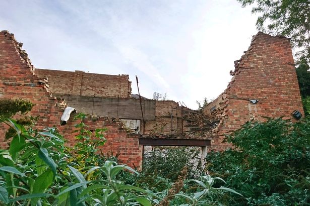 'Nightmare' plant Japanese knotweed has invaded the Derby Hippodrome