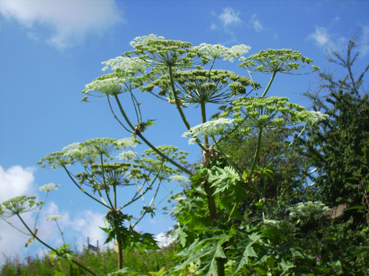 Warning over serious risk of burns and blisters from Giant Hogweed ...