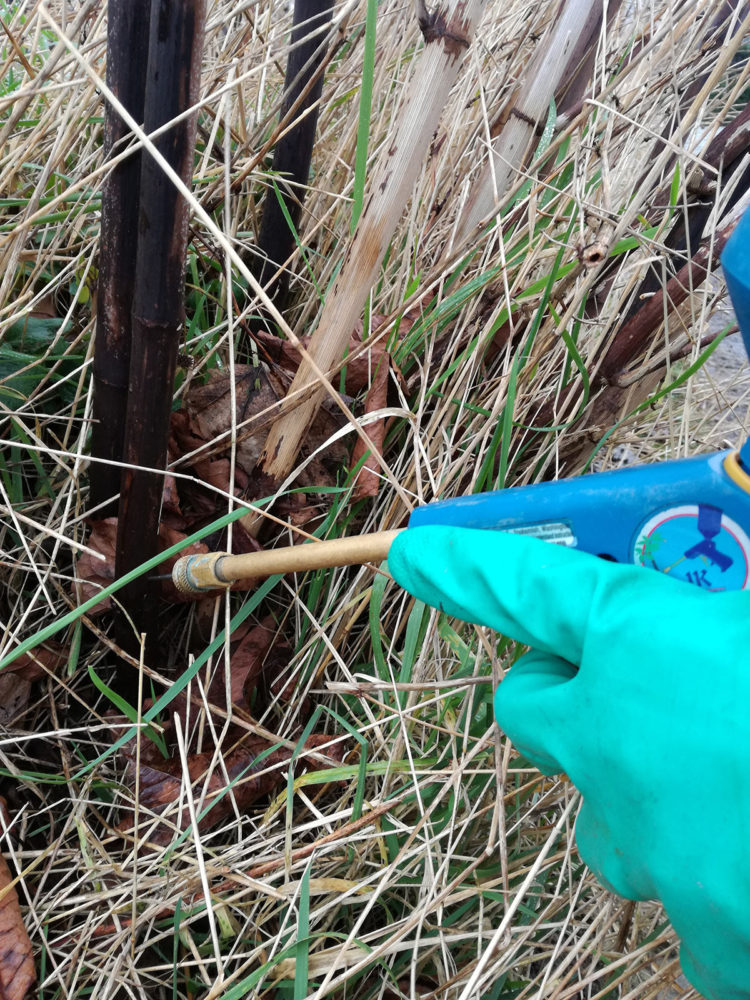 Stem injection to kill Japanese Knotweed