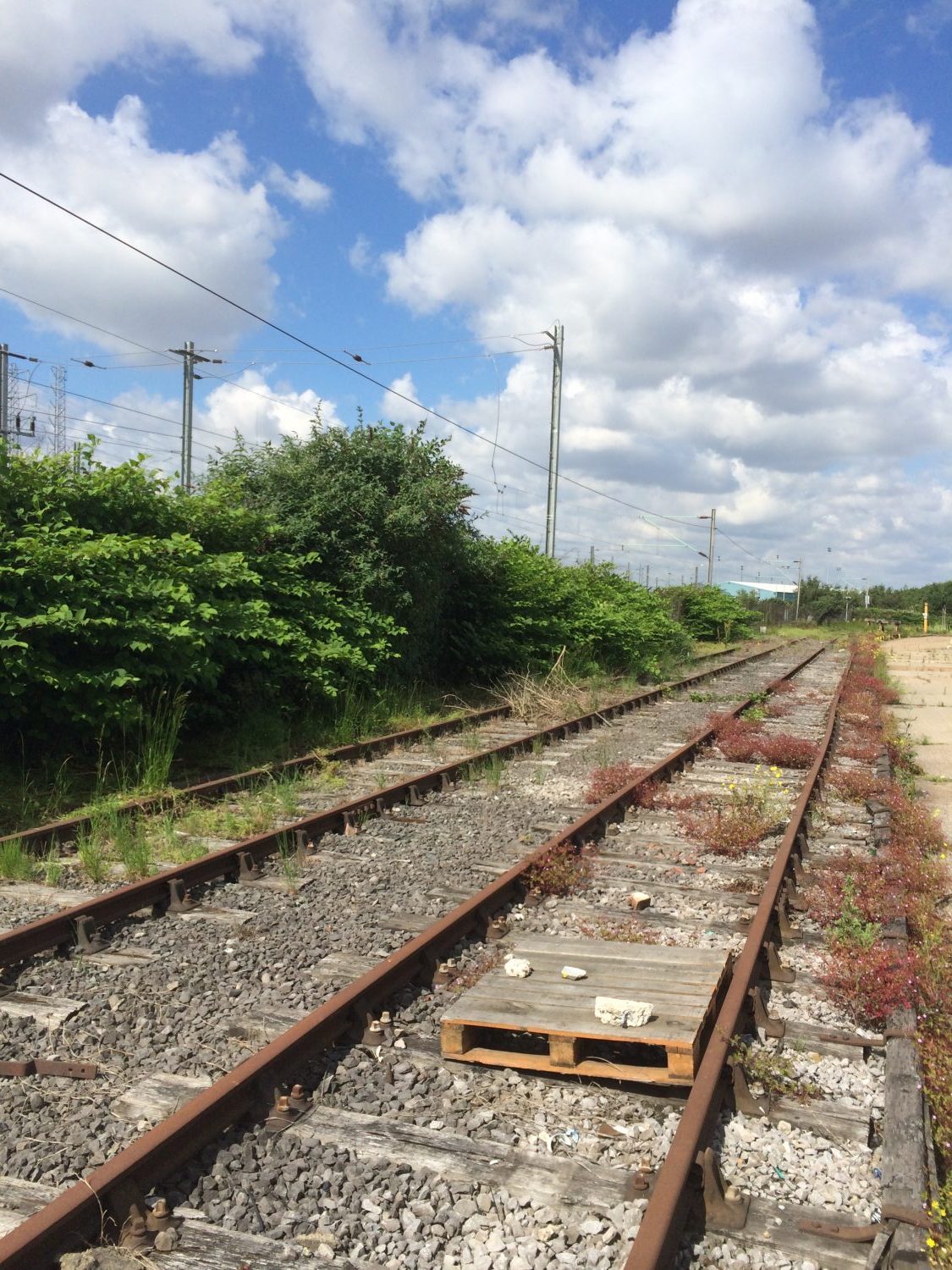 Liability in private nuisance for spread of Japanese knotweed