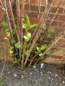 Japanese Knotweed growing from base of foundation