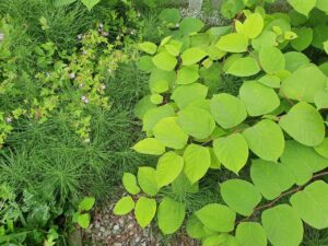 Both Japanese Knotweed and Mare's Tail growing within one infestation
