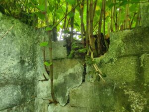 Japanese Knotweed growing through boundary wall