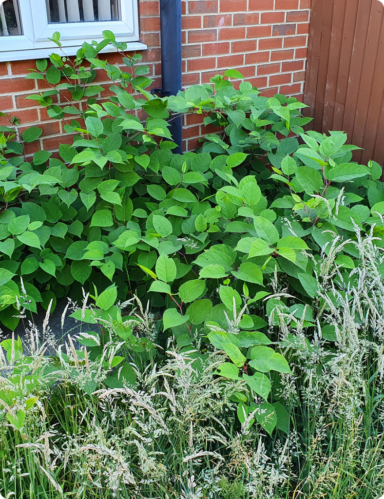 Japanese Knotweed Excavation and Removal in Residential Property