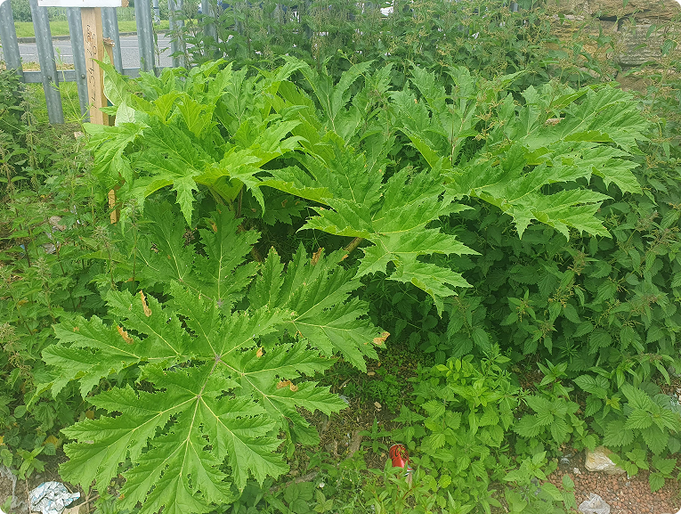 Giant Hogweed