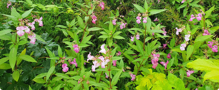 Himalayan Balsam