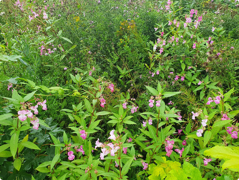 Himalayan Balsam