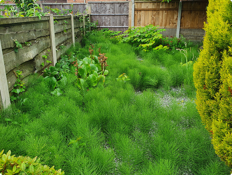 Horsetail & Mare's Tail